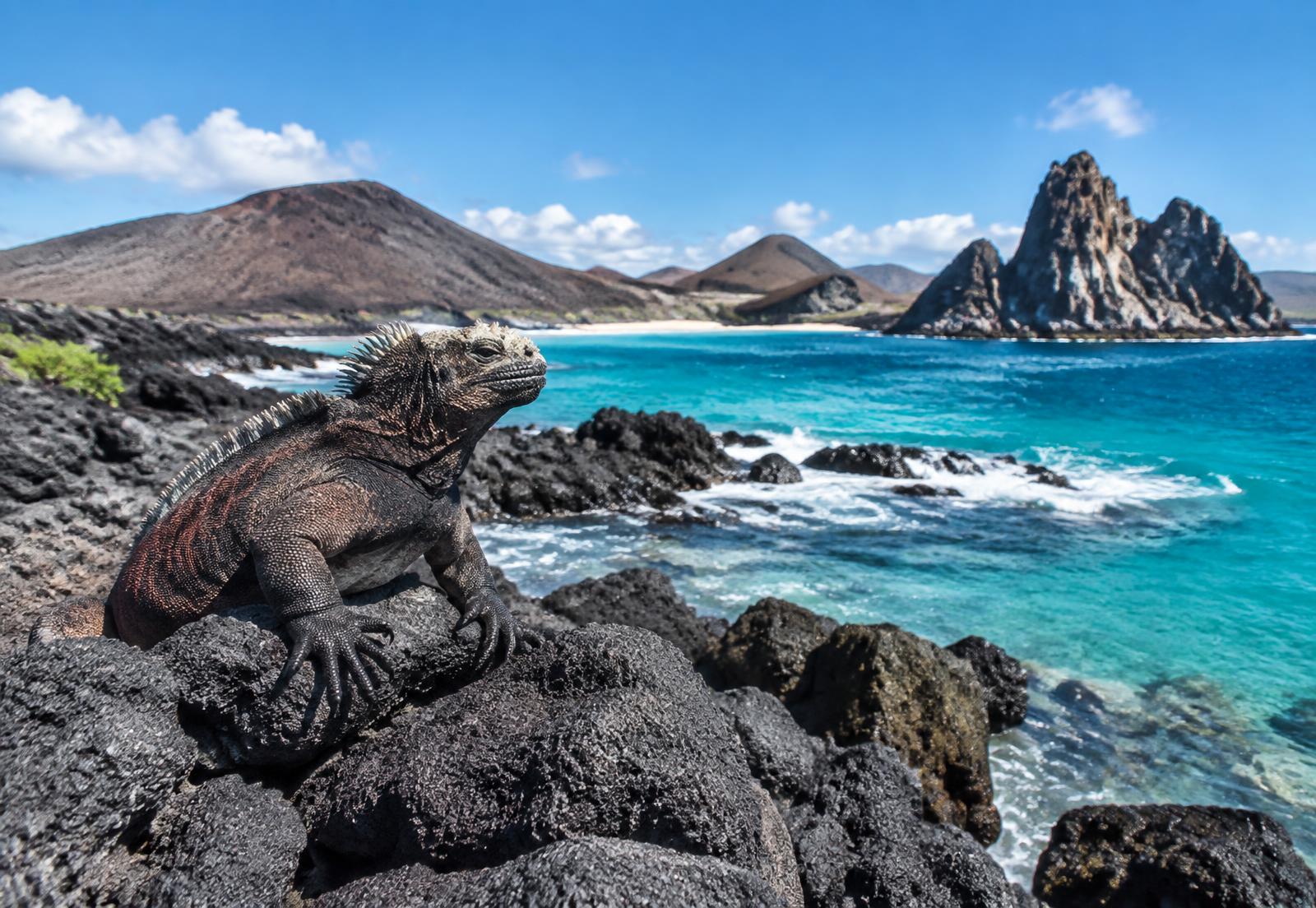 Iguana marina sobre rocas volcánicas frente a la costa de las Islas Galápagos